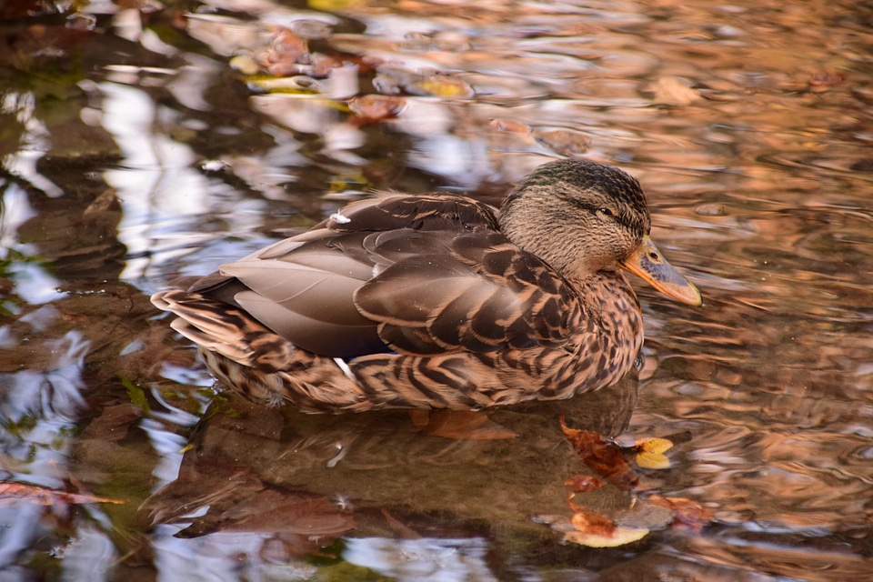 Animal aquatic bird avian