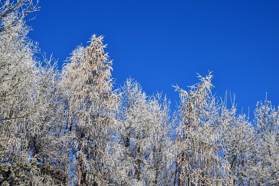 Almond branch cold