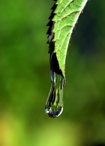 Dew drop green leaf photo