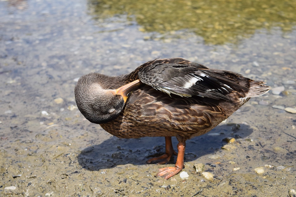 Animal aquatic bird avian