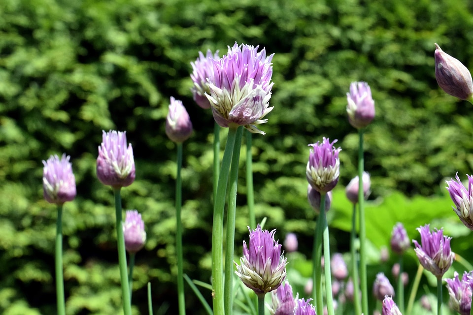 Beautiful Flowers biology blooming
