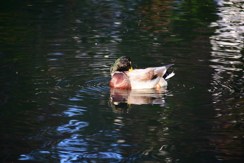 Animal aquatic bird avian photo