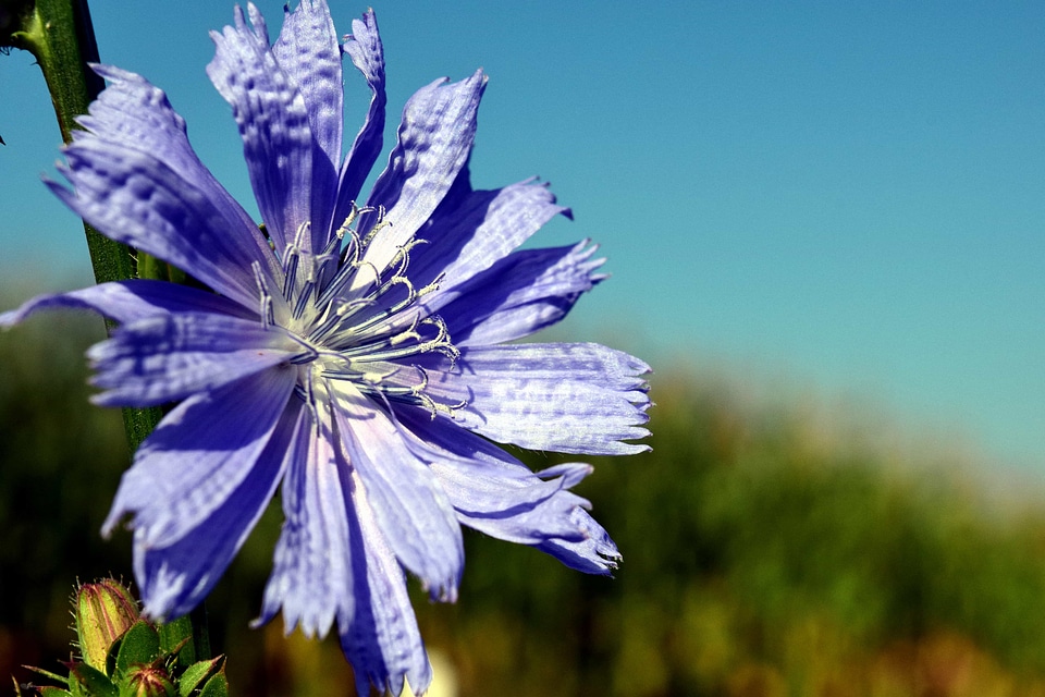 Beautiful Flowers biology blooming