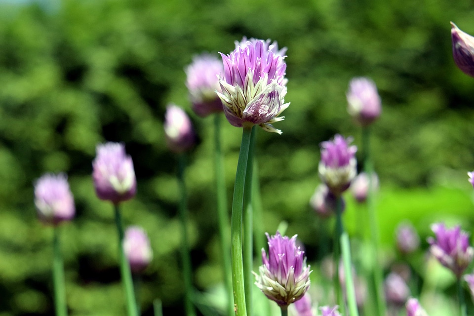 Beautiful Flowers biology blooming