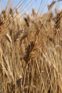 Agricultural agriculture barley