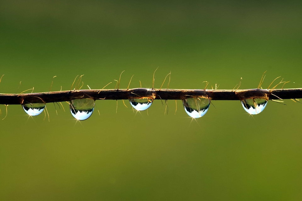 Beautiful Image beautiful photo branch