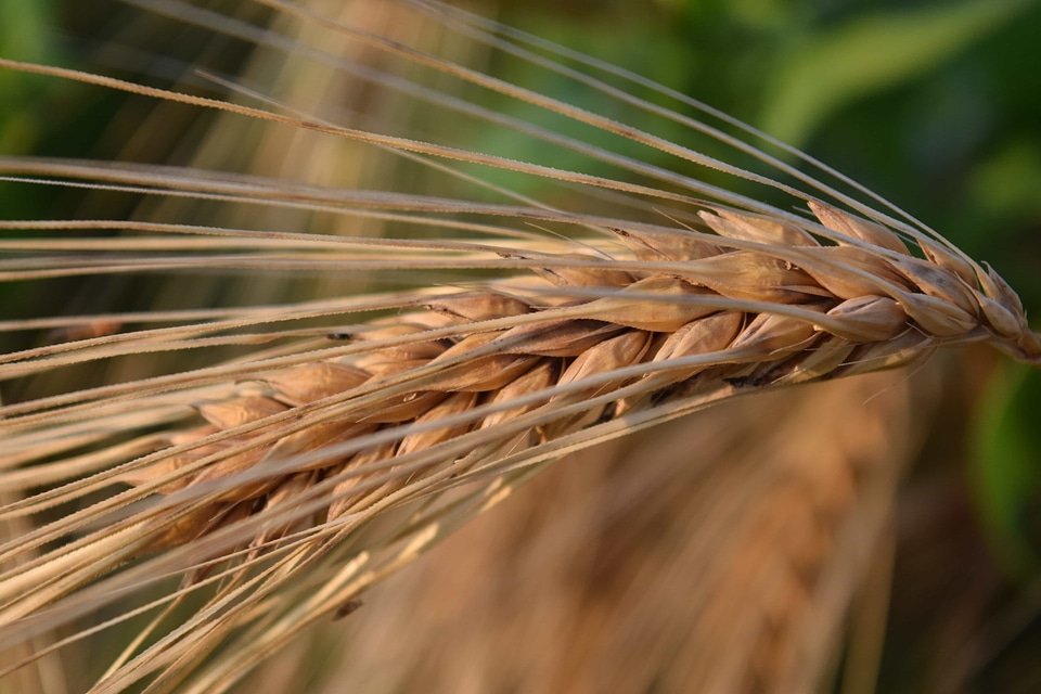 Agricultural agriculture cereal