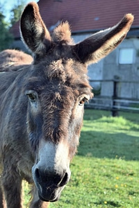 Animal donkey fauna photo