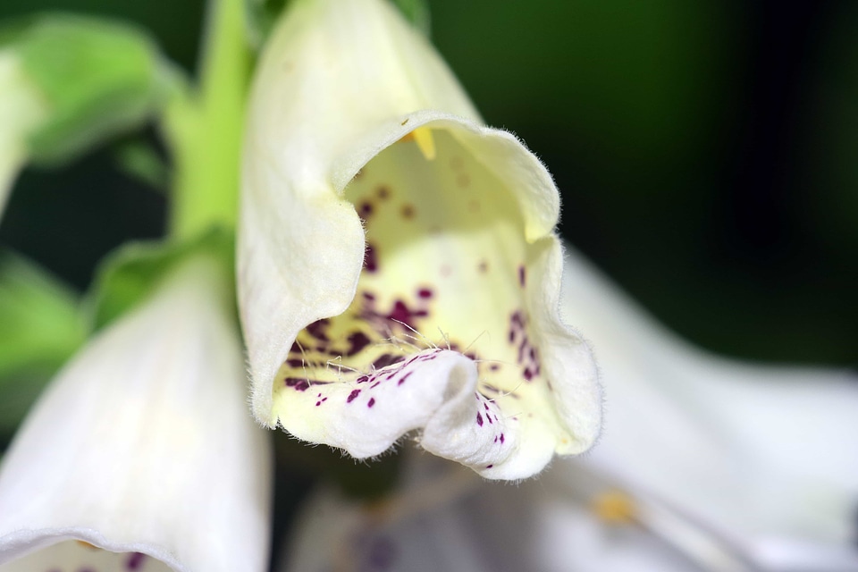 Beautiful Flowers biology blooming