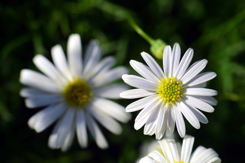 Beautiful Flowers biology blooming