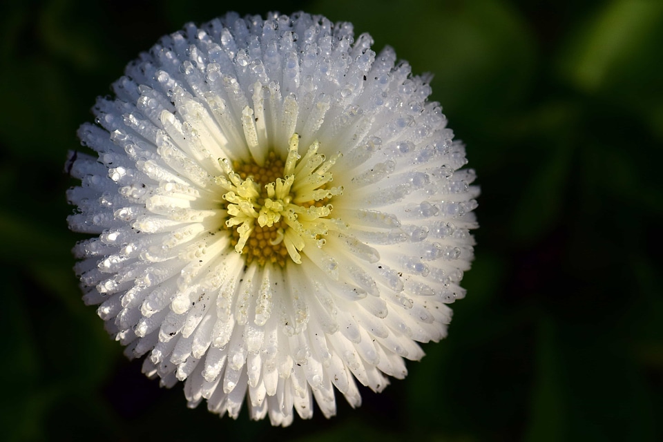 Beautiful Flowers biology blooming