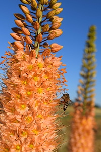 Animal arthropod beautiful flowers