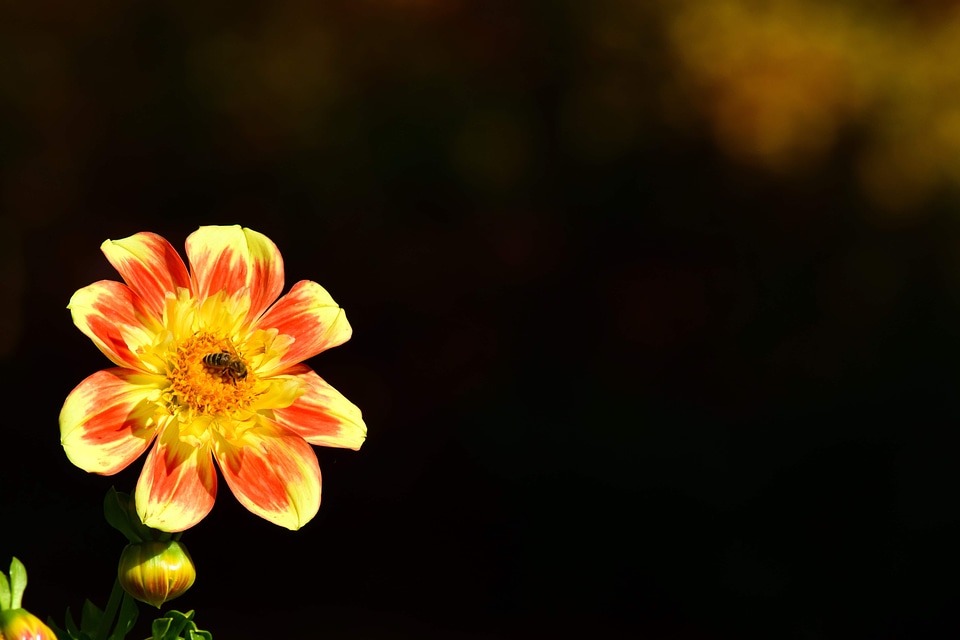 Beautiful Flowers bee biology
