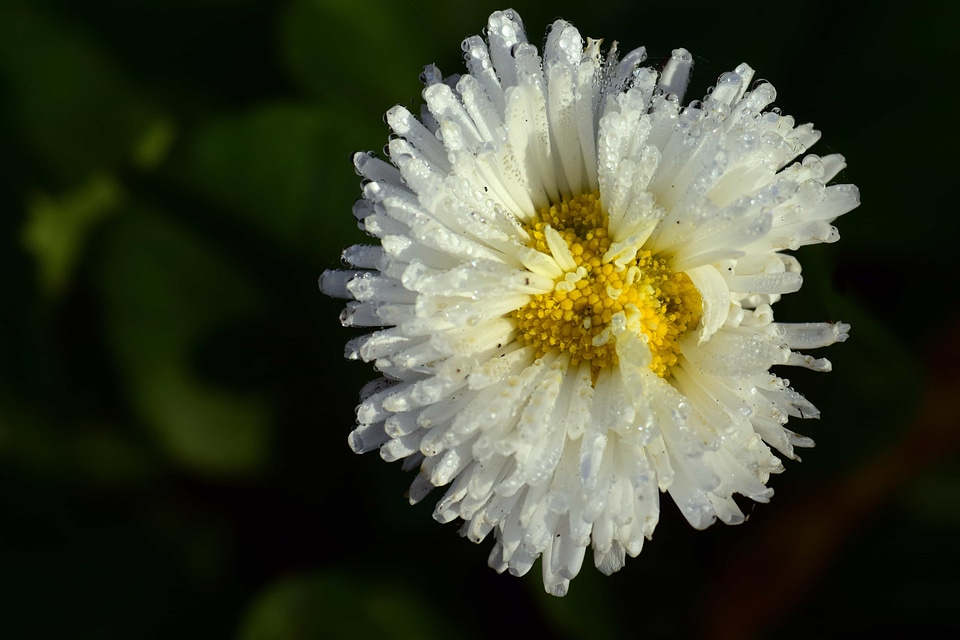 Beautiful Flowers biology blooming