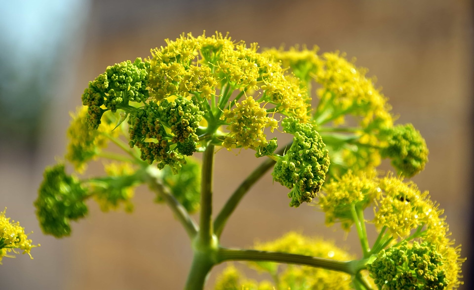 Beautiful Flowers biology blooming