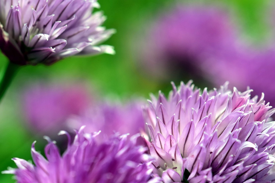 Beautiful Flowers biology blooming