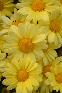 Beautiful Flowers biology blooming
