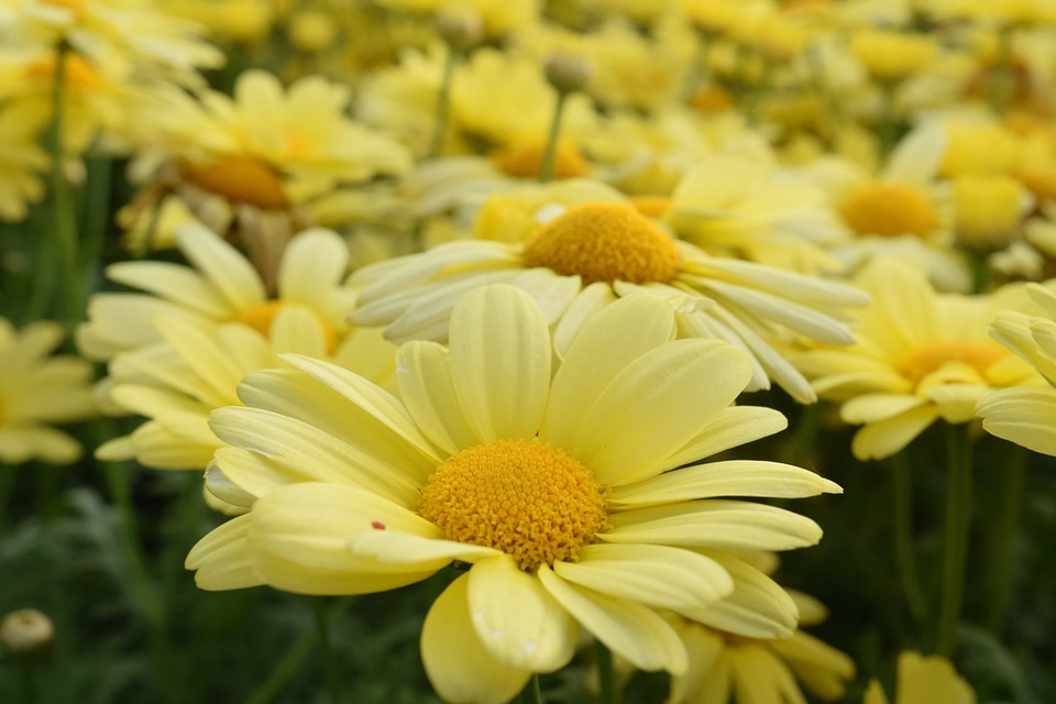 Beautiful Flowers biology blooming