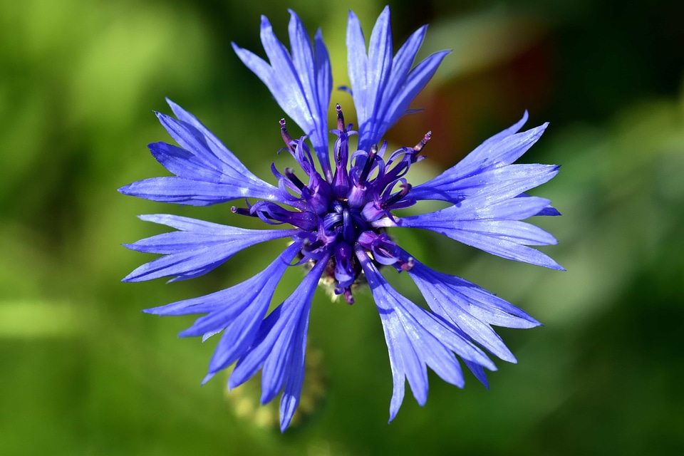 Beautiful Flowers biology blooming