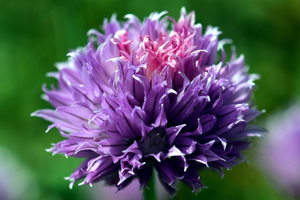 Beautiful Flowers biology blooming
