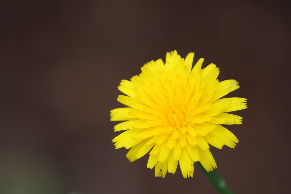 Beautiful Flowers biology bloom