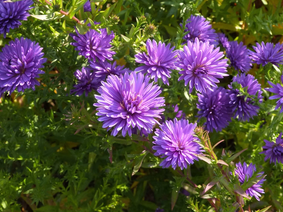 Beautiful Flowers biology blooming
