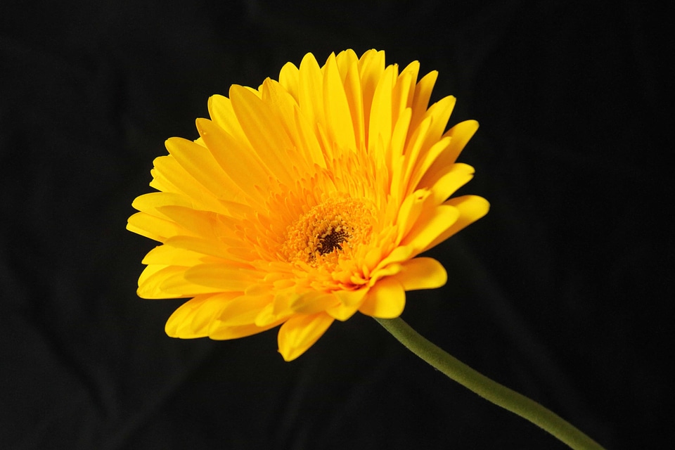 Beautiful beautiful flowers beautiful photo