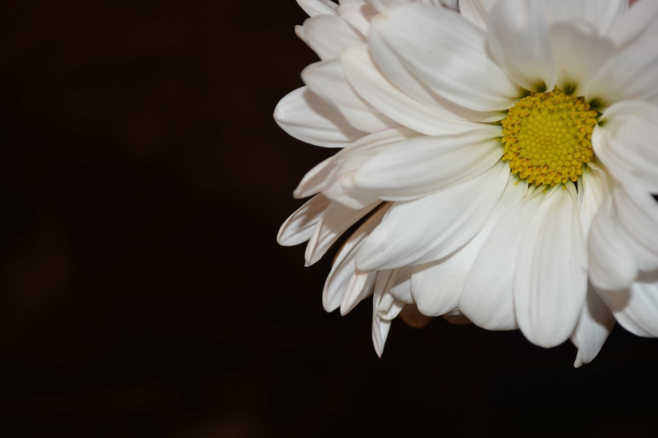 Beautiful beautiful flowers beautiful photo