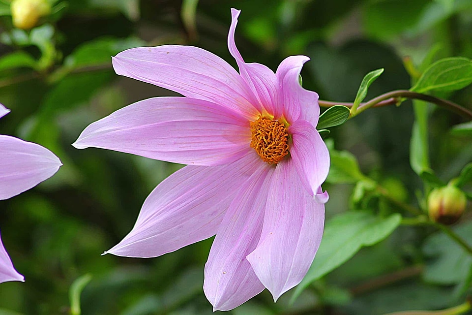 Beautiful beautiful flowers beautiful photo