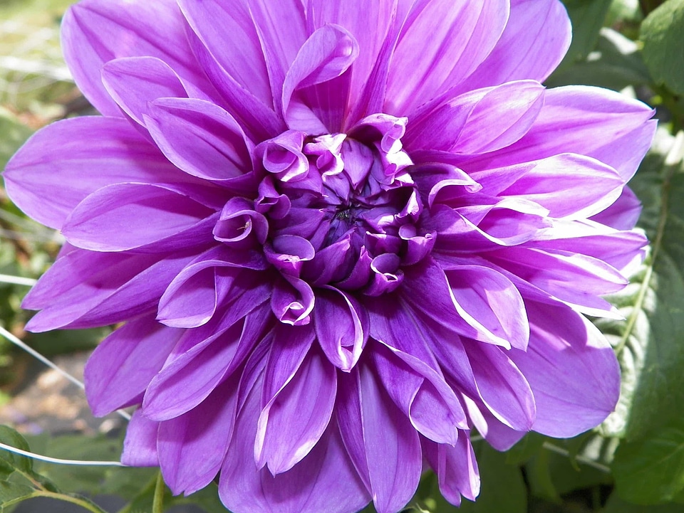 Beautiful beautiful flowers biology