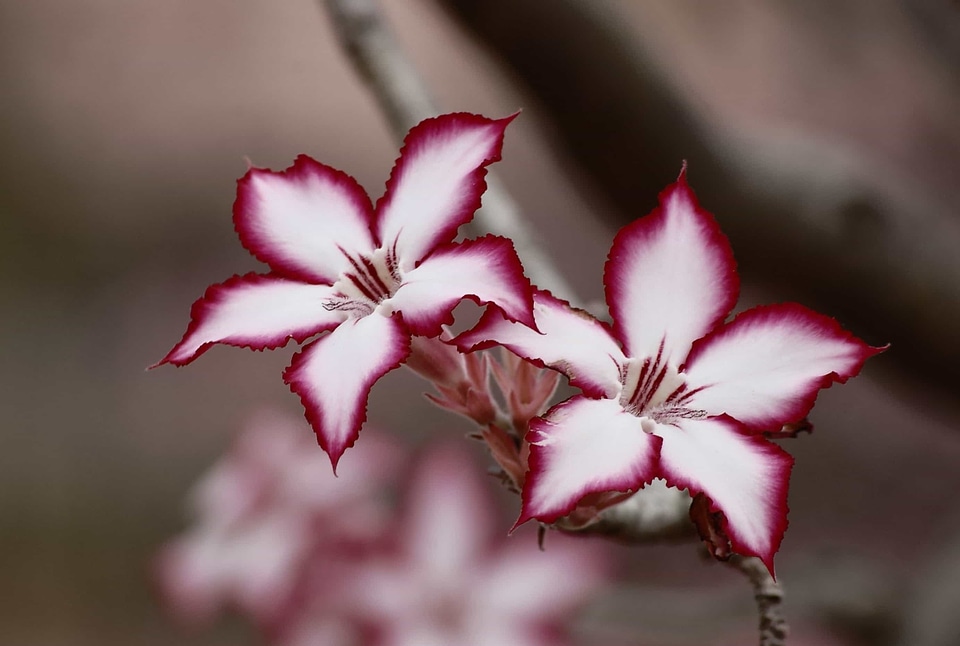 Beautiful beautiful flowers beautiful photo
