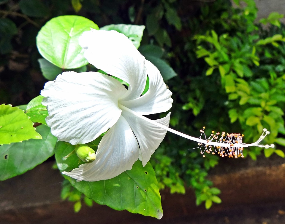 Beautiful beautiful flowers biology