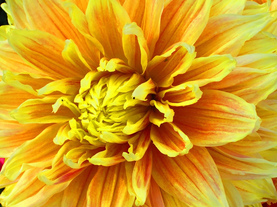 Beautiful beautiful flowers biology