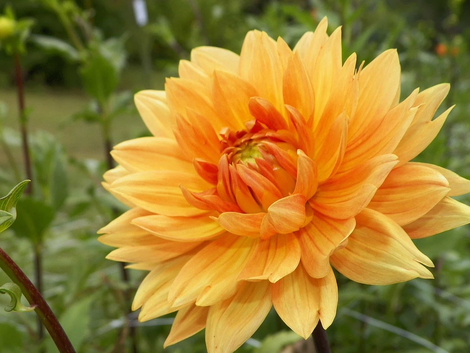Beautiful Flowers biology bloom