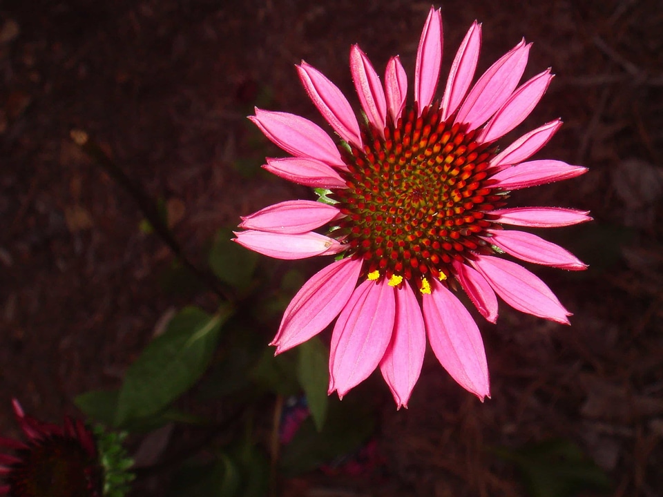 Beautiful Flowers biology bloom