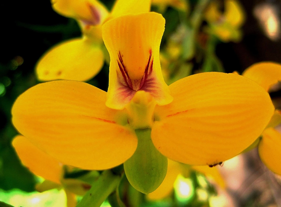 Beautiful Flowers biology bloom
