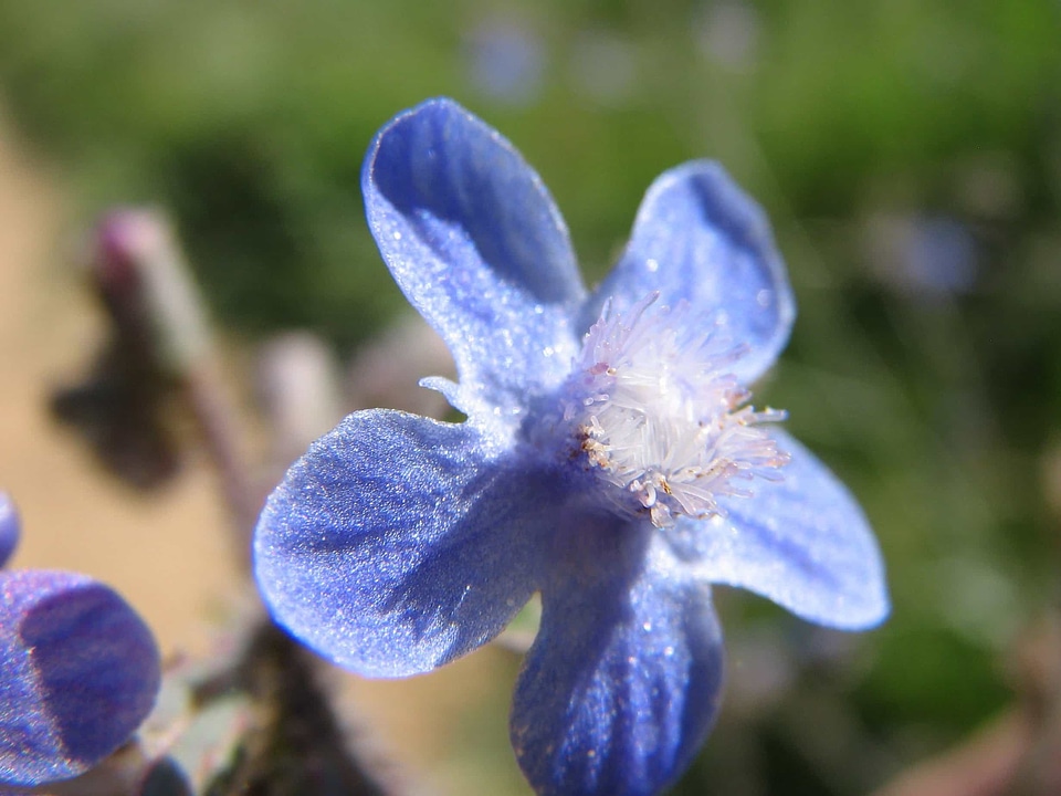 Beautiful Flowers biology blooming