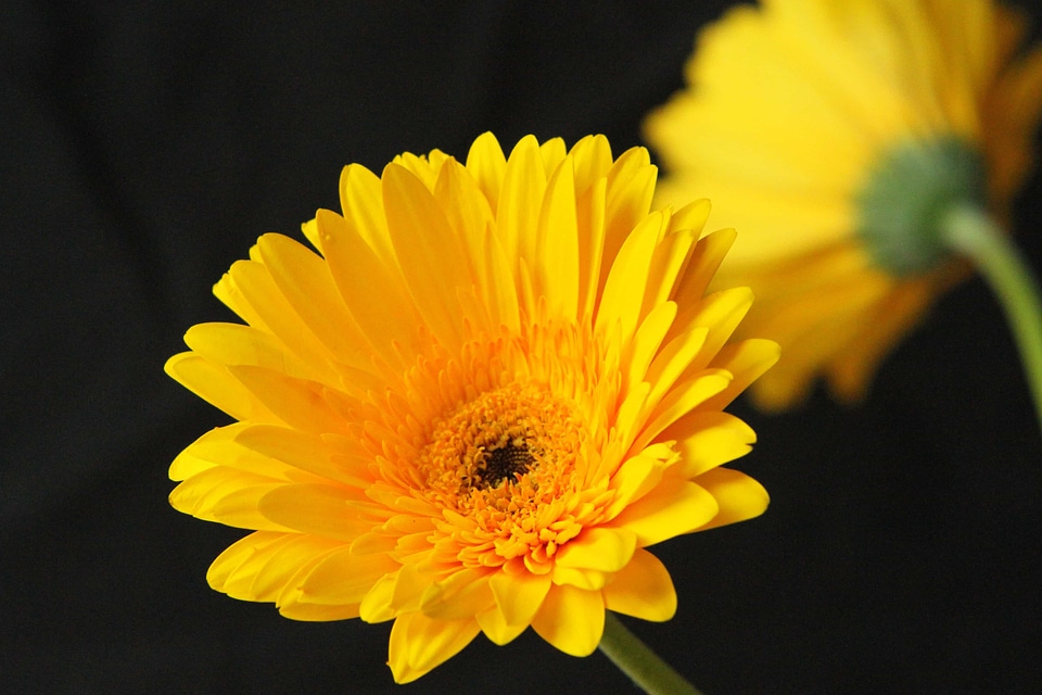 Agriculture beautiful beautiful flowers