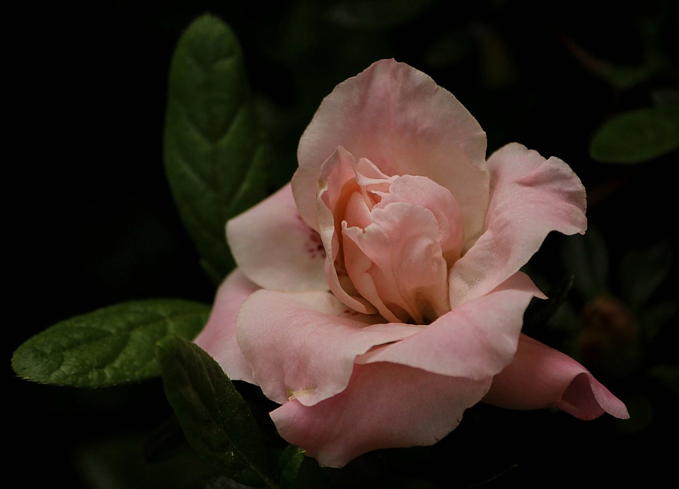 Beautiful beautiful flowers biology