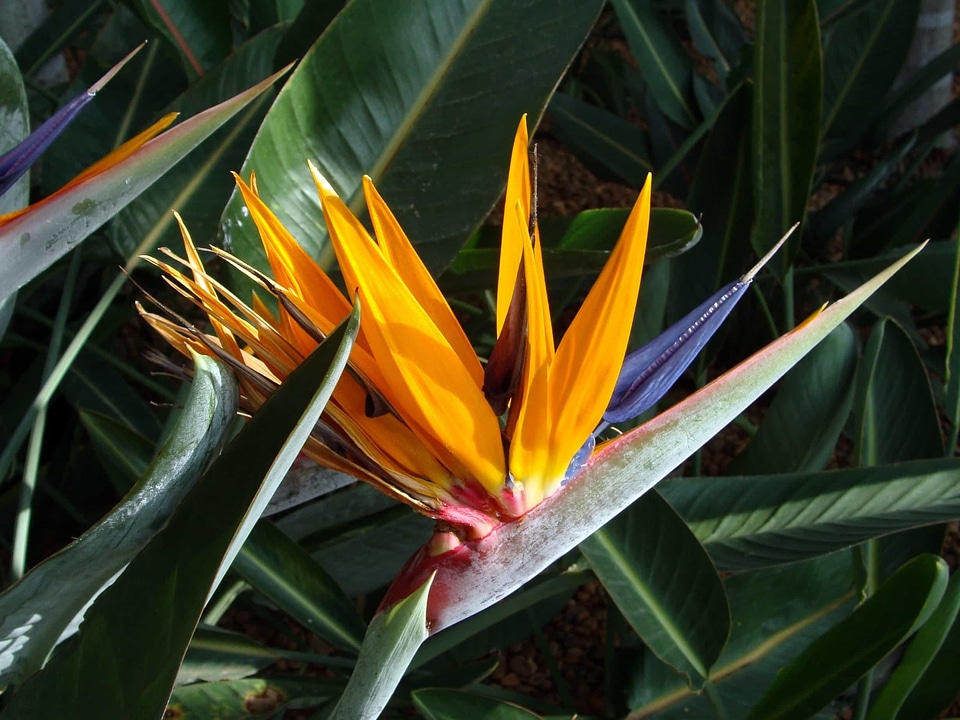 Agave Asparagaceae banana beautiful flowers