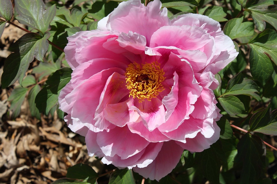 Beautiful Flowers biology bloom