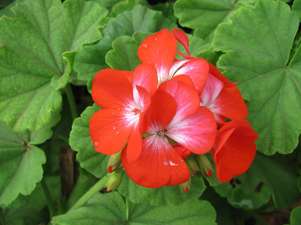 Beautiful Flowers biology bloom
