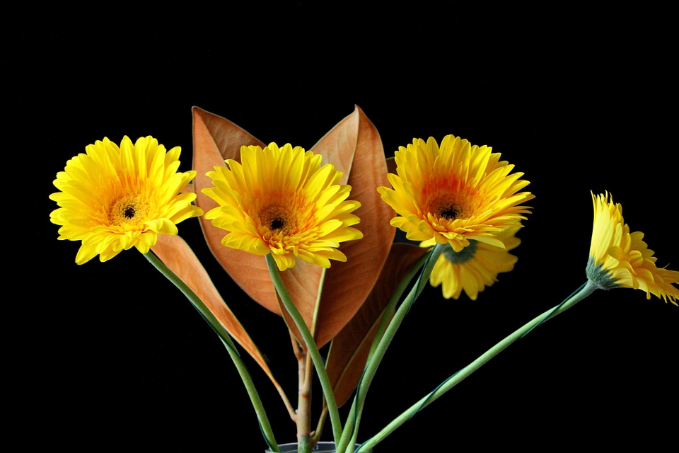 Agriculture beautiful beautiful flowers