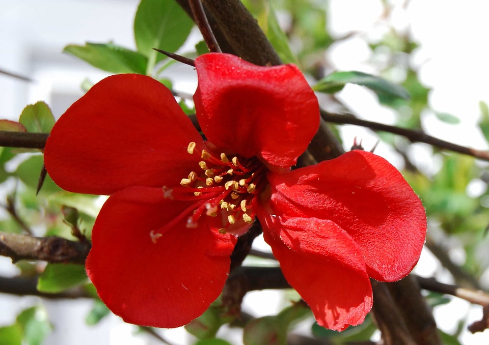 Bean beautiful flowers biology