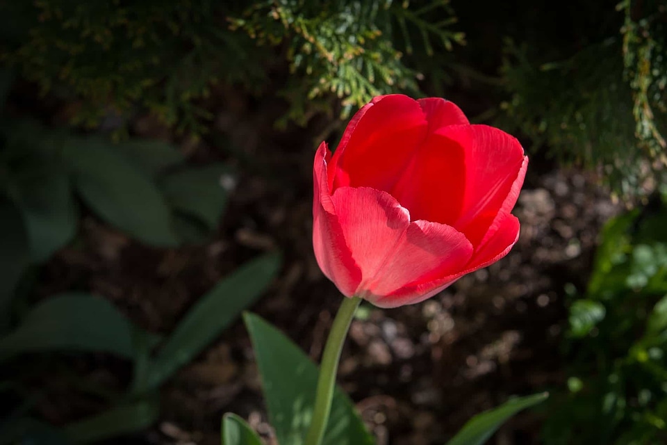 Beautiful Flowers biology bloom