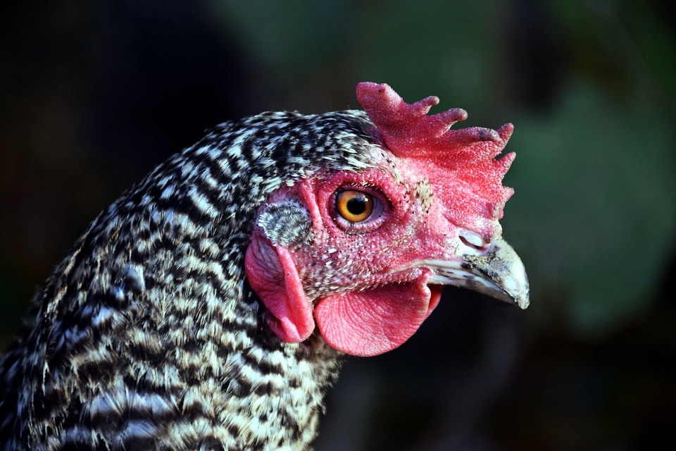 Animal avian beak photo