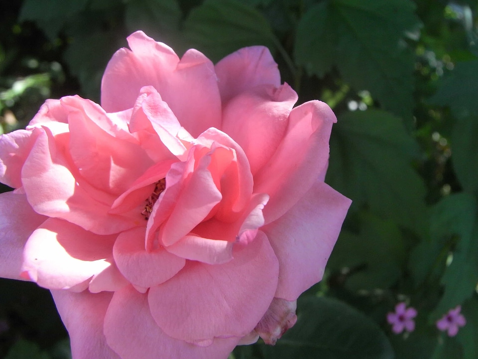Beautiful Flowers biology bloom
