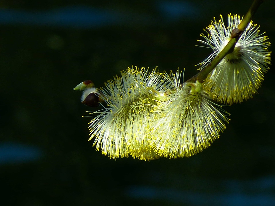Beautiful Flowers biology blooming
