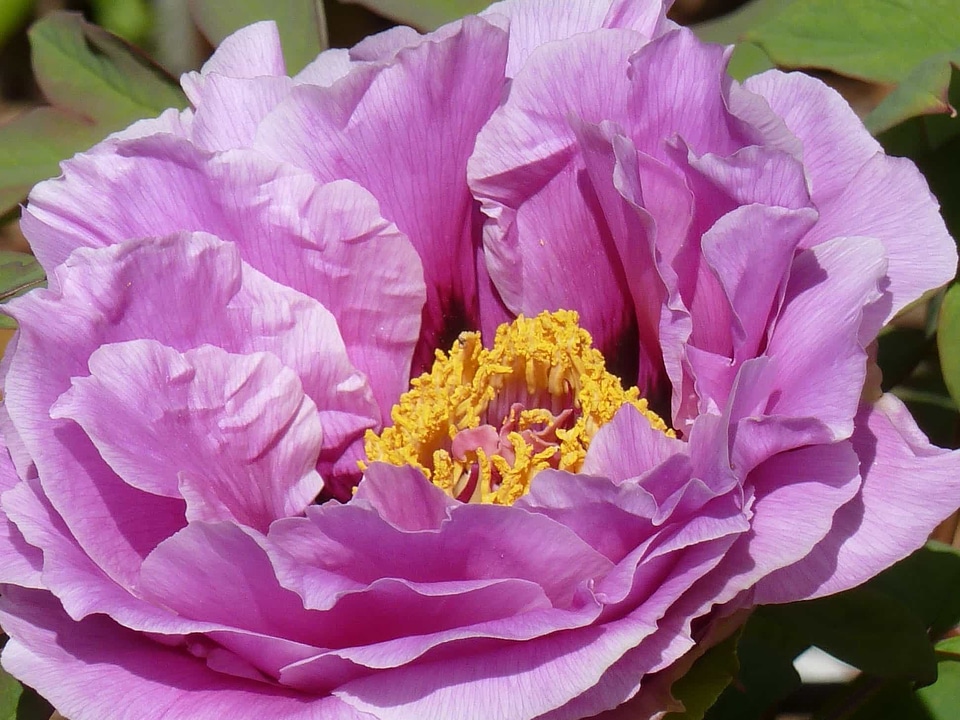 Beautiful Flowers biology bloom