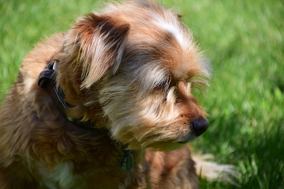 Adorable animal brown